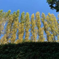 The Populus 'Lombardy Poplar' trees, with their yellowing leaves, rise against a clear blue sky, surrounded by dense green foliage below and accented by a tree branch at the top right corner.
