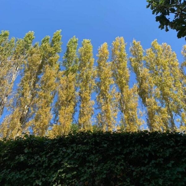 The Populus 'Lombardy Poplar' trees, with their yellowing leaves, rise against a clear blue sky, surrounded by dense green foliage below and accented by a tree branch at the top right corner.