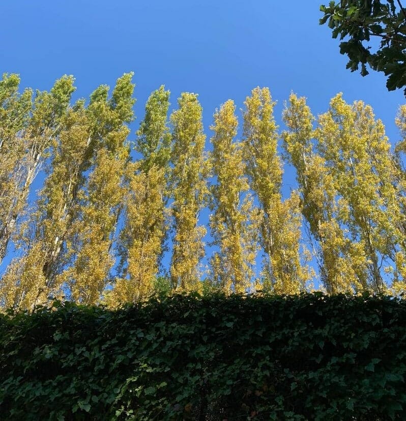 The Populus 'Lombardy Poplar' trees, with their yellowing leaves, rise against a clear blue sky, surrounded by dense green foliage below and accented by a tree branch at the top right corner.