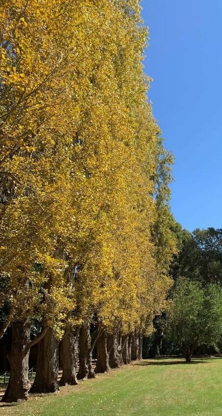 Populus 'Lombardy Poplar' 8" Pot (Bulk Buy of 10) - Image 3