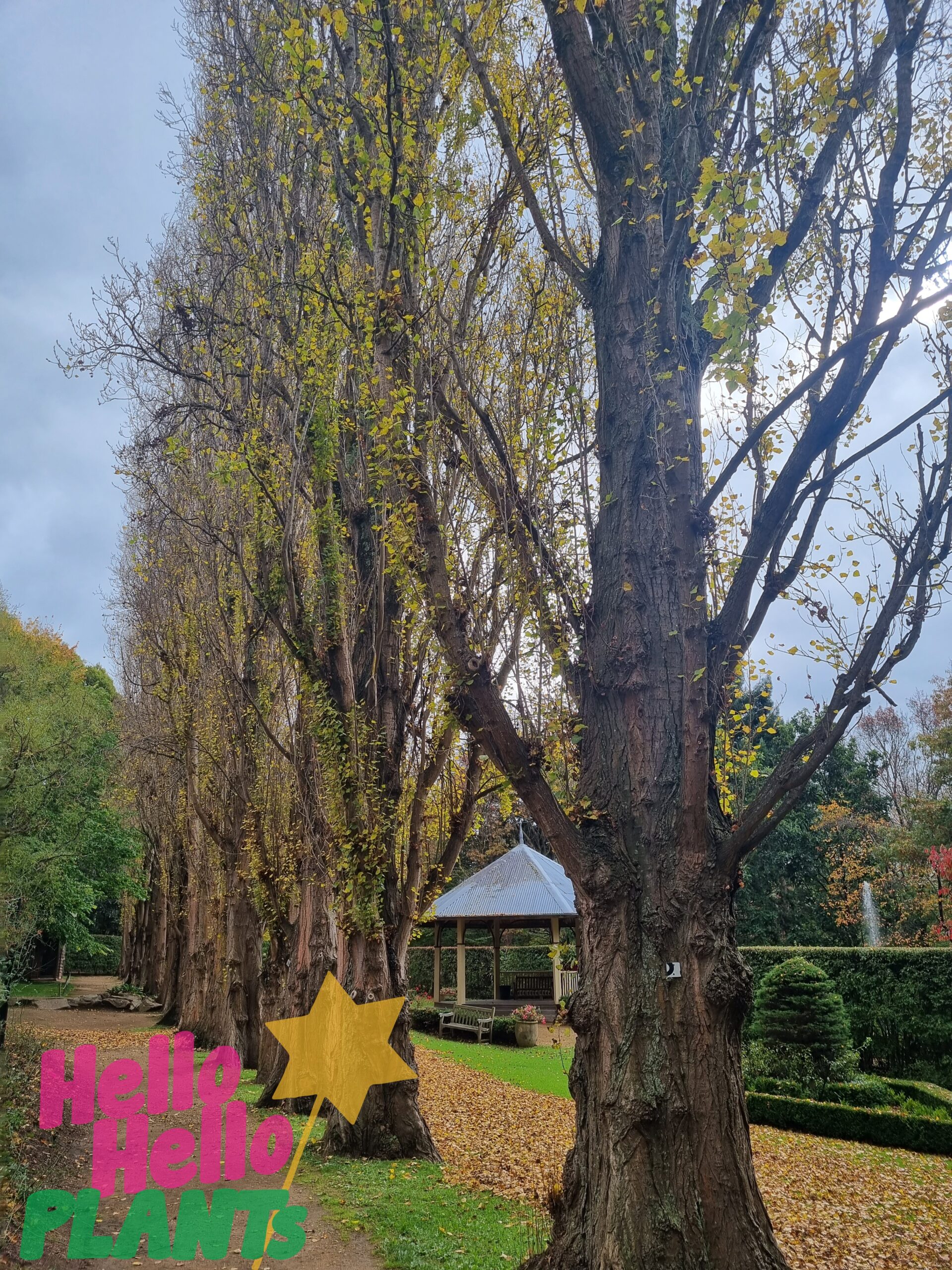 Populus 'Lombardy Poplar' 8" Pot (Bulk Buy of 10) - Image 6