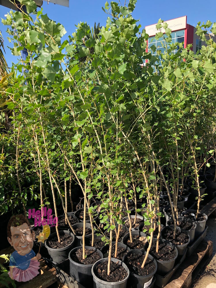 Lombardy Poplar 8" Pot *Freshly Potted*