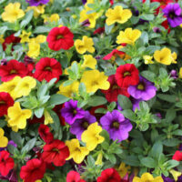 A vibrant Calibrachoa 'Million Bells' 6" Pot filled with Million Bells, a variety of colorful Calibrachoa flowers.