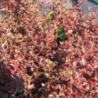 A Coprosma 'Fireburst' 6" Pot with red leaves.