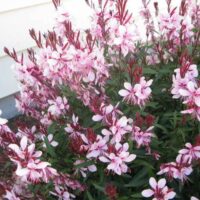 Pink Gaura Butterfly Bush