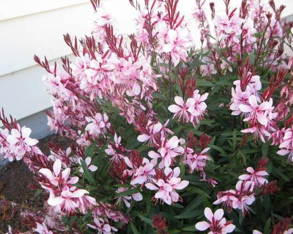 Pink Gaura Butterfly Bush