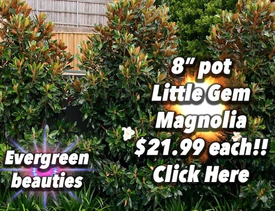 Little Gem Mag Button Pic