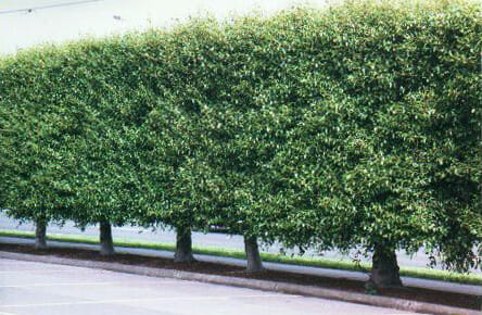 A row of green hedges on the side of a parking lot.