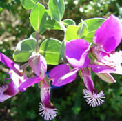 Purple flowers on a plant with green leaves.