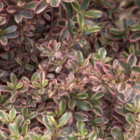 Coprosma 'Rainbow Surprise'