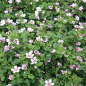 Bacopa 'Pink' - Image 3