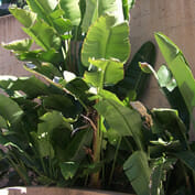 Strelitzia 'Giant Bird of Paradise' 10" Pot - Image 3