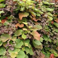 An 8" pot of Vitis coignetiae 'Crimson Glory Vine' features dense, leafy layers with a mix of green and reddish-brown leaves, showcasing a symphony of colors and textures.