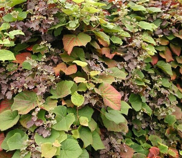 An 8" pot of Vitis coignetiae 'Crimson Glory Vine' features dense, leafy layers with a mix of green and reddish-brown leaves, showcasing a symphony of colors and textures.
