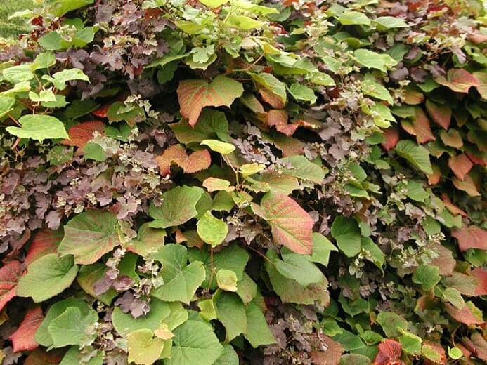 An 8" pot of Vitis coignetiae 'Crimson Glory Vine' features dense, leafy layers with a mix of green and reddish-brown leaves, showcasing a symphony of colors and textures.