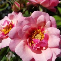 In a Rose 'Berry Delightful' Bush Form garden, two pink roses in bush form are blooming.