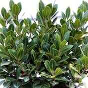 Laurus 'Bay Tree' 16" Pot (Standard) - Image 4