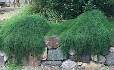 Decorative landscaping featuring large rocks partially covered by lush, overhanging Casuarina 'Cousin It' 6" Pot plants resembling hair, set against a backdrop of gravel and plants.