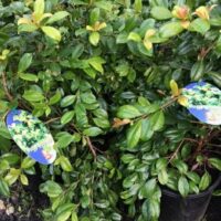 A Syzygium 'Baby Boomer' Lilly Pilly 7" Pot bush with a blue sticker on it.