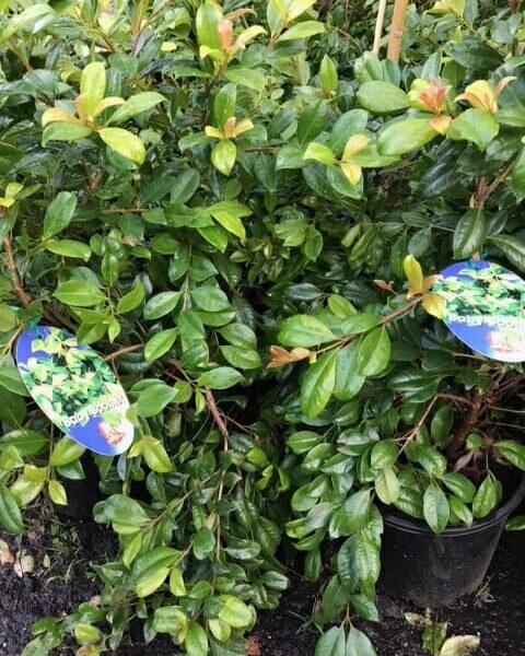 A Syzygium 'Baby Boomer' Lilly Pilly 7" Pot bush with a blue sticker on it.