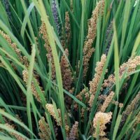 Close-up of Lomandra 'Little Pal,' showcasing grass-like green plants with clusters of small yellowish-brown seeds on tall stalks.