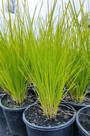 Lomandra 'Little Pal' - Image 5