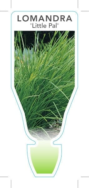 Lomandra 'Little Pal' - Image 3
