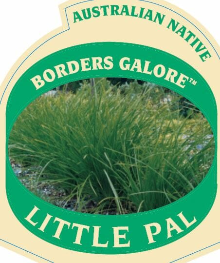 Lomandra 'Little Pal' - Image 2