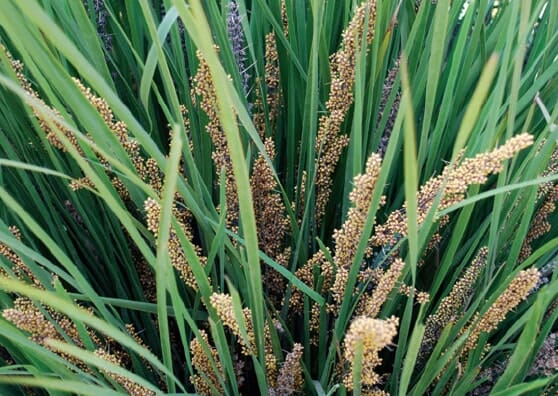 Close-up of Lomandra 'Little Pal,' showcasing grass-like green plants with clusters of small yellowish-brown seeds on tall stalks.