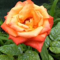 Rosa hybrid tea Circus Rose flower. Green glossy leaves orange red and burn orange petals