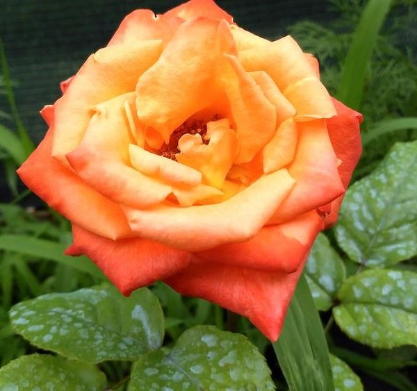 Rosa hybrid tea Circus Rose flower. Green glossy leaves orange red and burn orange petals
