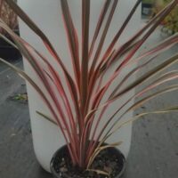 A Cordyline 'Fairy Floss' plant with red and black leaves in a 6" pot.