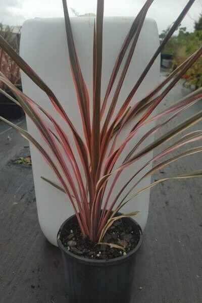 A Cordyline 'Fairy Floss' plant with red and black leaves in a 6" pot.