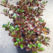 Hello Hello Plants Campbelfield Melbourne Victoria Australia Coprosma repens Karo Red Plant