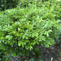 Buxus 'Shaggy Box'