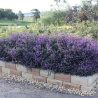 A garden bed with Hardenbergia 'Meema™' 6" Pot, purple flowers in it.