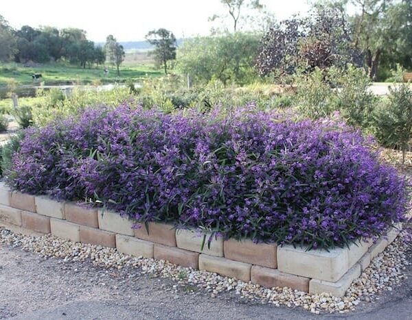 A garden bed with Hardenbergia 'Meema™' 6" Pot, purple flowers in it.