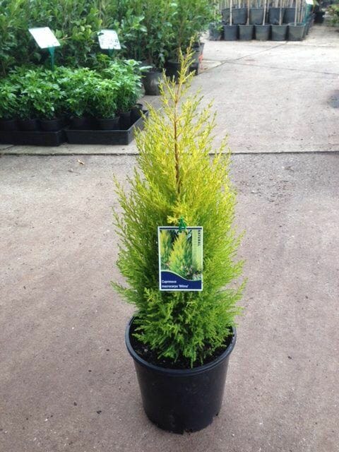 A small Cupressus 'Wilma' Lemon Scented Conifer 6" Pot, potted in a 6" pot, nestled in a garden.