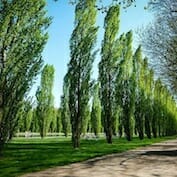 A path lined with trees in a park.
