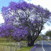 A purple tree on the side of a road.