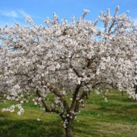 A Prunus 'Self Pollinating' Almond 2ft (Bare Rooted) orchard with a white blossoming tree.