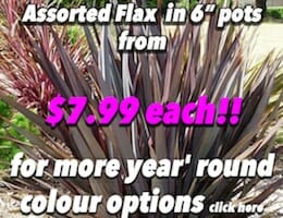 Flax Assorted Button Pic copy