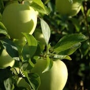 An apple tree with green apples growing on it.
