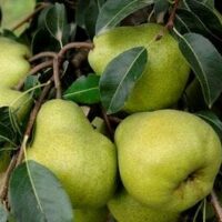Pyrus 'Packham Triumph' pears growing on a Pyrus tree with leaves.