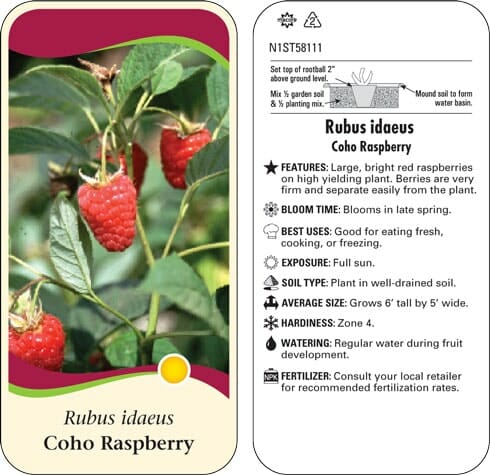 A plant tag for Rubus 'Coho' Raspberry 6" Pot, showing an image of ripe red raspberries with leaves. Features, exposure, soil type, size, hardiness, and watering details are provided.