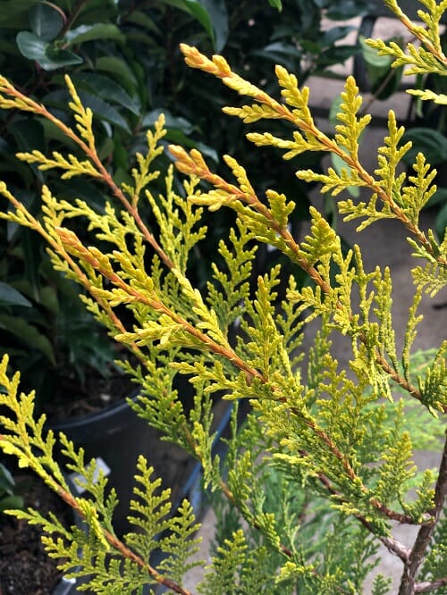A close-up of a Cupressus 'Castlewellan Gold' Conifer 8" Pot shrub with yellow and green foliage.
