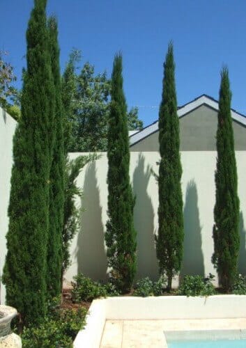 Cupressus 'Glauca Pencil Pine' 6" Pot trees in front of a swimming pool.