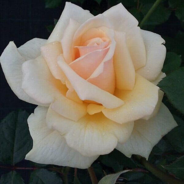 A white and yellow Rose 'Rustica' 2ft Standard (Bare Rooted) rose is growing in a garden.