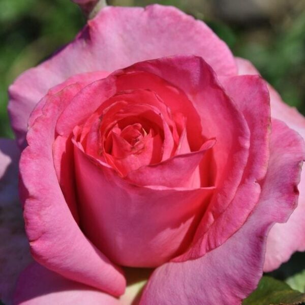 Rose 'Esmeralda' Bush Form