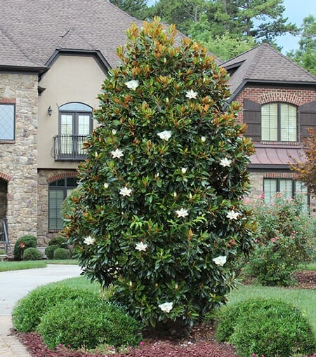 A large tree with white flowers in front of a house.